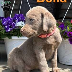 Bella, Silver Labrador Retriever Puppy